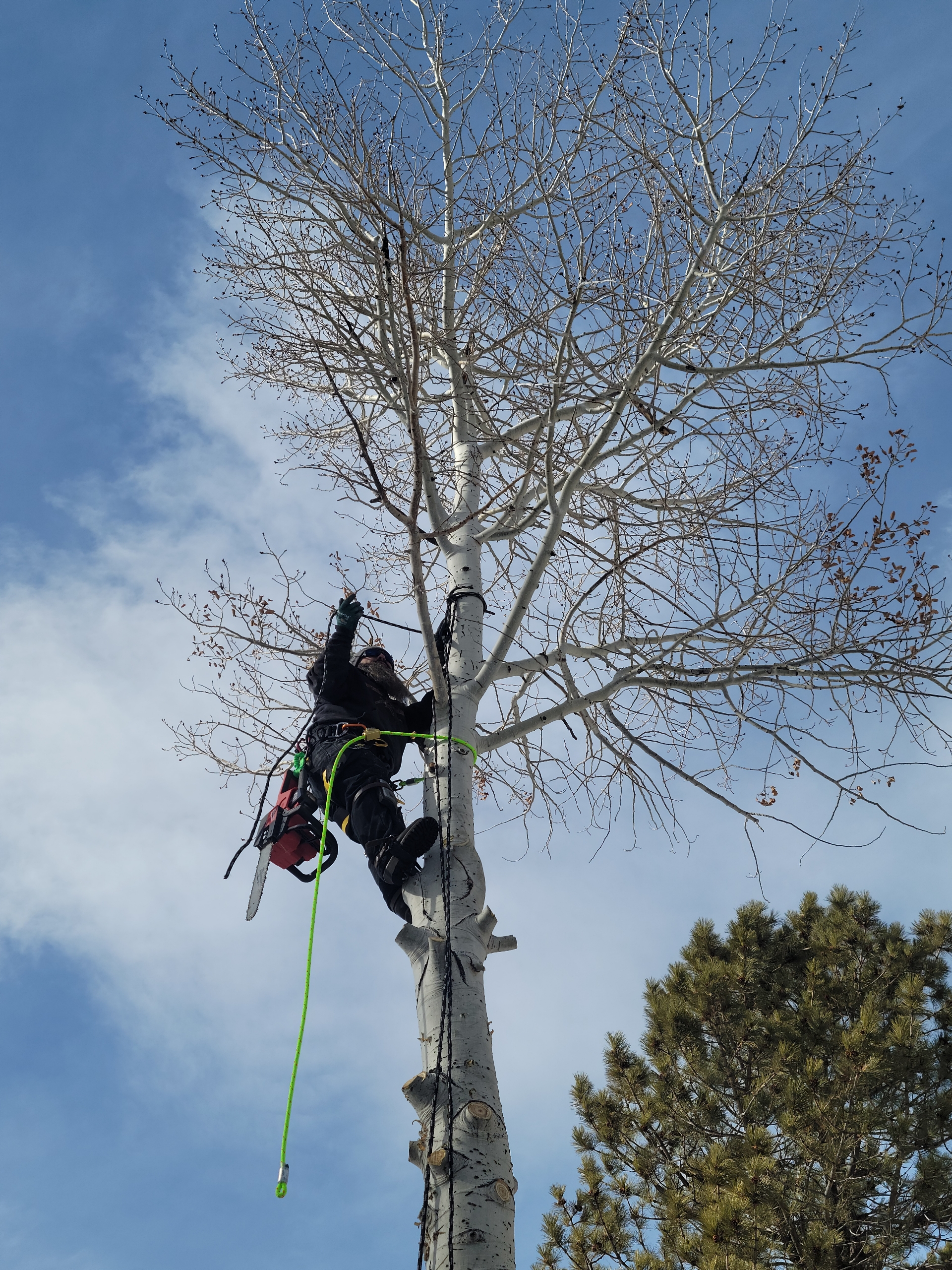 Man climbing tree with rope
